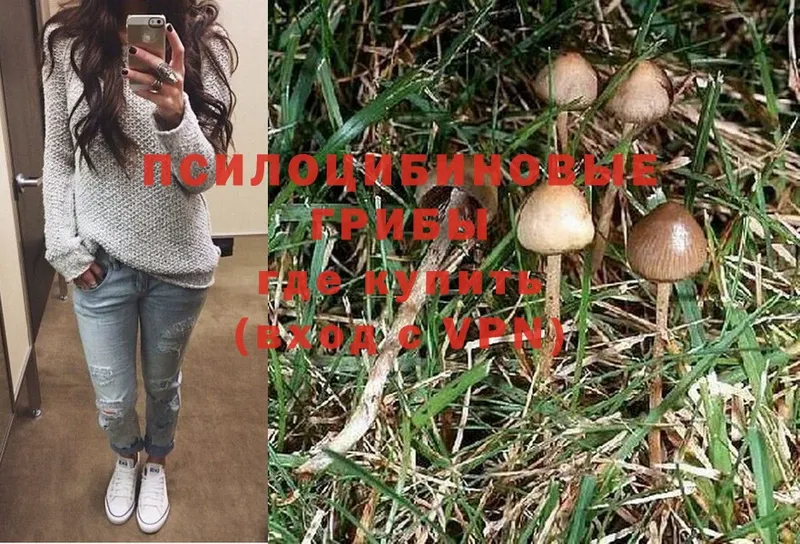 Псилоцибиновые грибы Magic Shrooms  MEGA tor  Лыткарино 